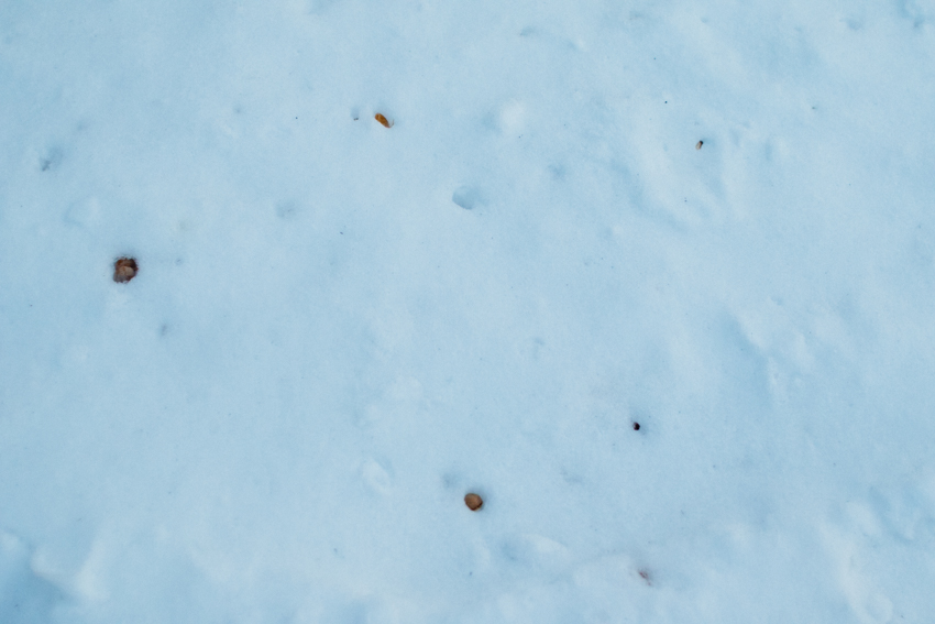 雪に埋まる銀杏