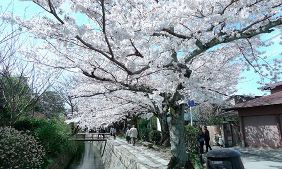 哲学の道の桜