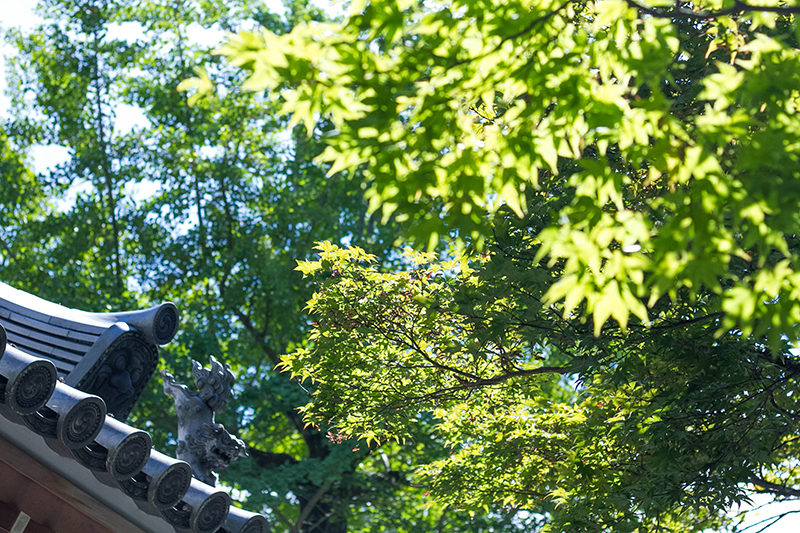 京都案内_常寂光寺